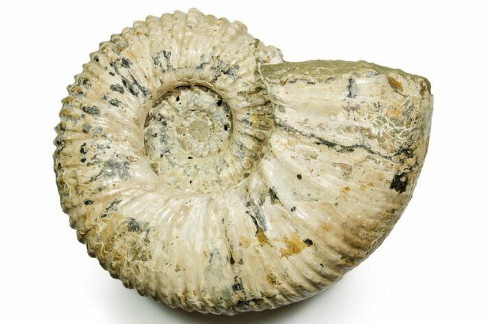 Giant, Bumpy Ammonite (Douvilleiceras) Fossil #372460